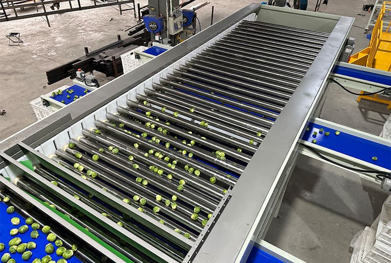 images/1692085371509Brussels sprouts sorting grading machine.jpg